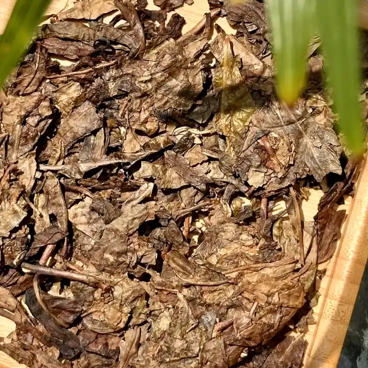 2012 Vintage Winter Harvest white tea