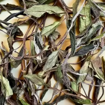 2024 Educated Youth Garden Tea Limited Production 2024 Educated Youth Garden Tea Limited Production