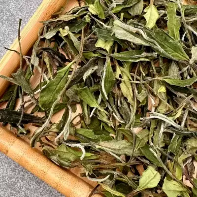 2025 White Hair Silver Needle Huacha No.1 Premium Fuding White Tea