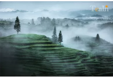 Wild Tea vs. Wilderness Tea: Key Differences & Buying Guide