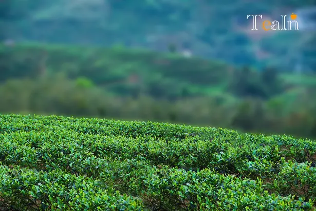 Discover the Charm of Chinese White Tea