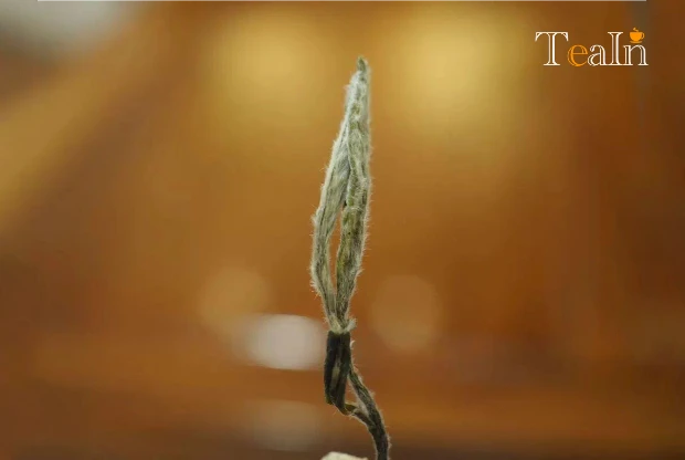 Distinguishing Fuding White Tea: Dahao vs. Dabai for Tasting & Collection