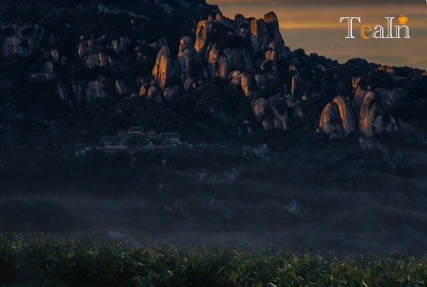 Do You Need to Choose a Good Production Area for Fuding White Tea? Key Quality Factors Explained