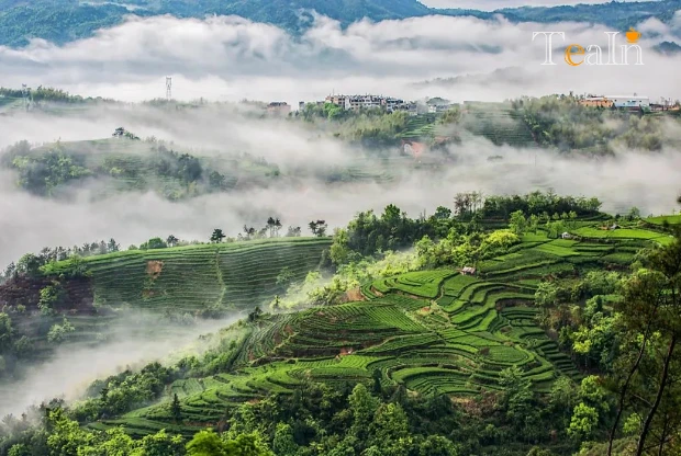 Fuding White Tea: A Century-Old Legend of "Golden Leaves" Blending Time and Craftsmanship