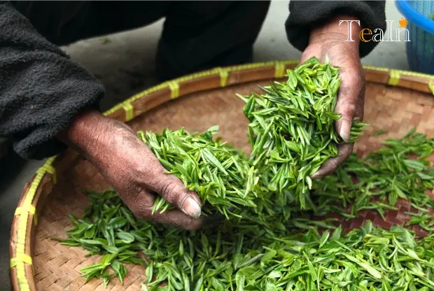 Fuding White Tea vs Zhenghe White Tea: Who is Superior?