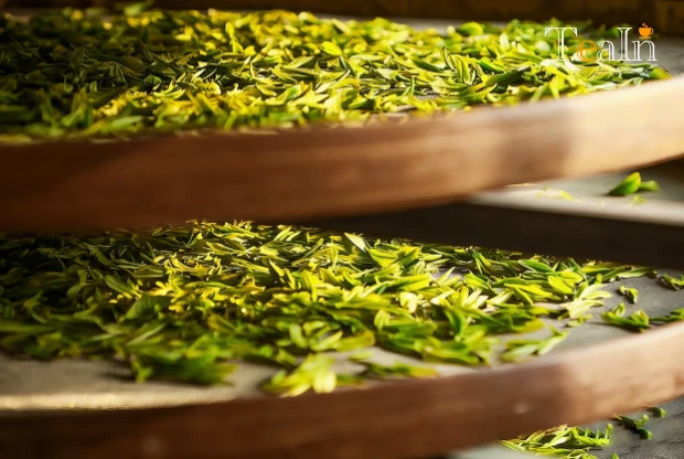 How Important Is Dryness for High-Quality White Tea? Scientific Explanation & Storage Tips