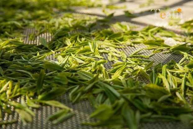 How to Choose Between Sun-Dried, Charcoal-Roasted, and Machine-Dried White Tea?