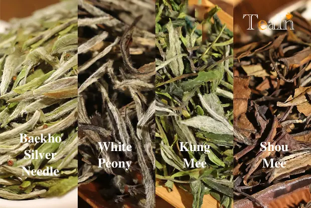 The Classifications and Brewing Methods of White Tea