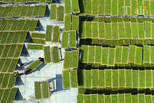 Traditional Withering vs. Mechanical Withering: Which White Tea Should You Buy? 