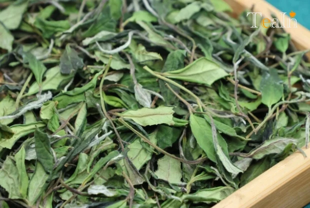 What Is Fuding Xiaocai Tea? A Niche High-Quality Gem in White Tea