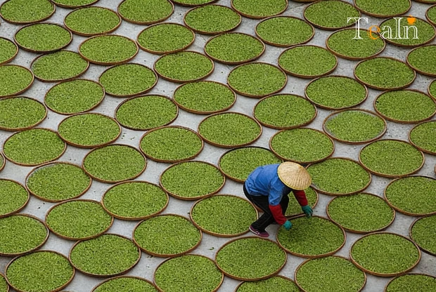 Why Don’t High-Quality White Teas Use Summer Harvested Leaves? Core Reasons Explained