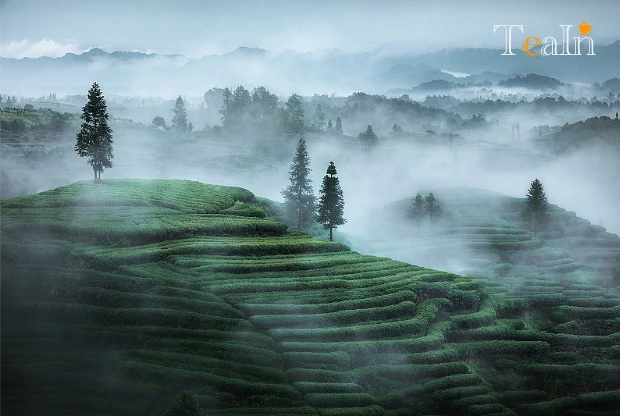 Wild Tea vs. Wilderness Tea: Key Differences & Buying Guide