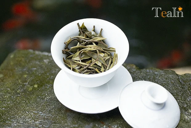 Zhenghe White Tea: 5 Little-Known Facts Unveiling Its Flavor and Terroir Secrets