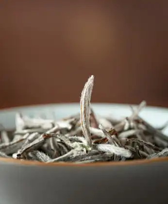 silver needle white tea